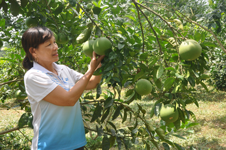 Bưởi Đại Minh rất được thị trường ưa chuộng hàng năm mang về nguồn thu nhập cao cho người trồng bưởi.